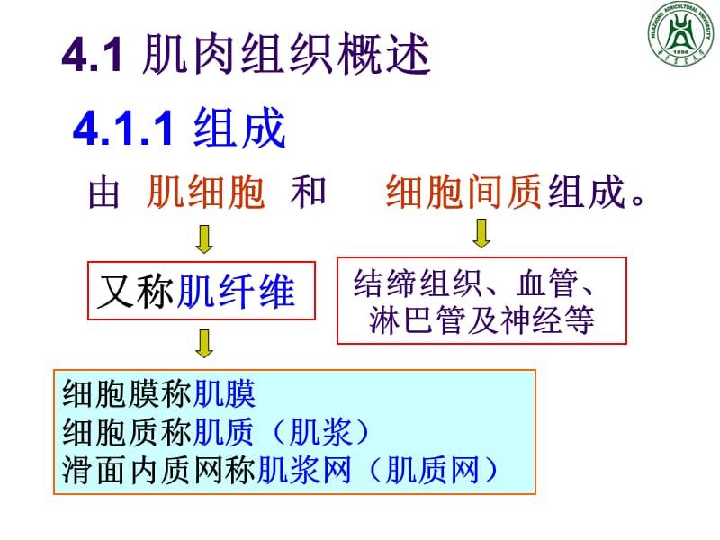 肌肉组织PPT课件.ppt_第2页