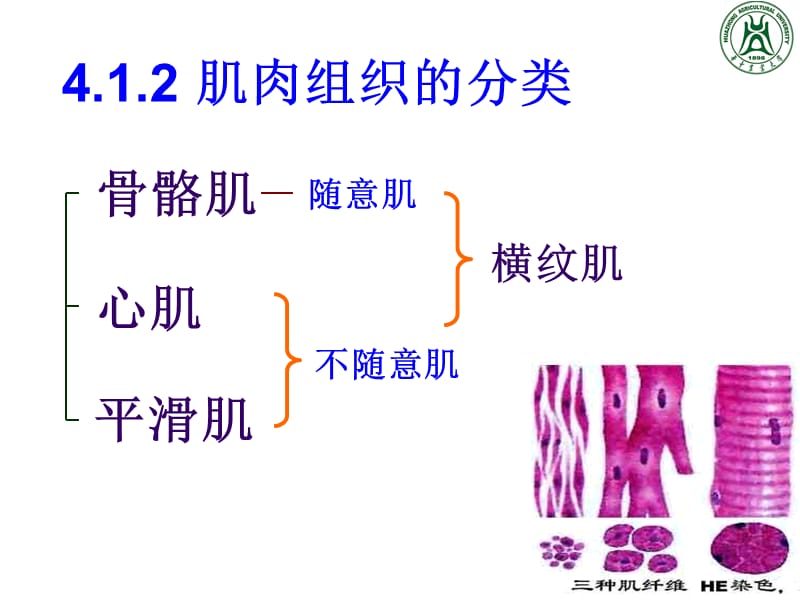 肌肉组织PPT课件.ppt_第3页