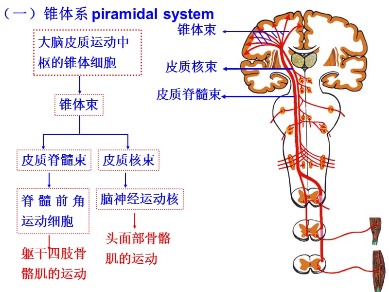 运动传导通路n.ppt_第3页