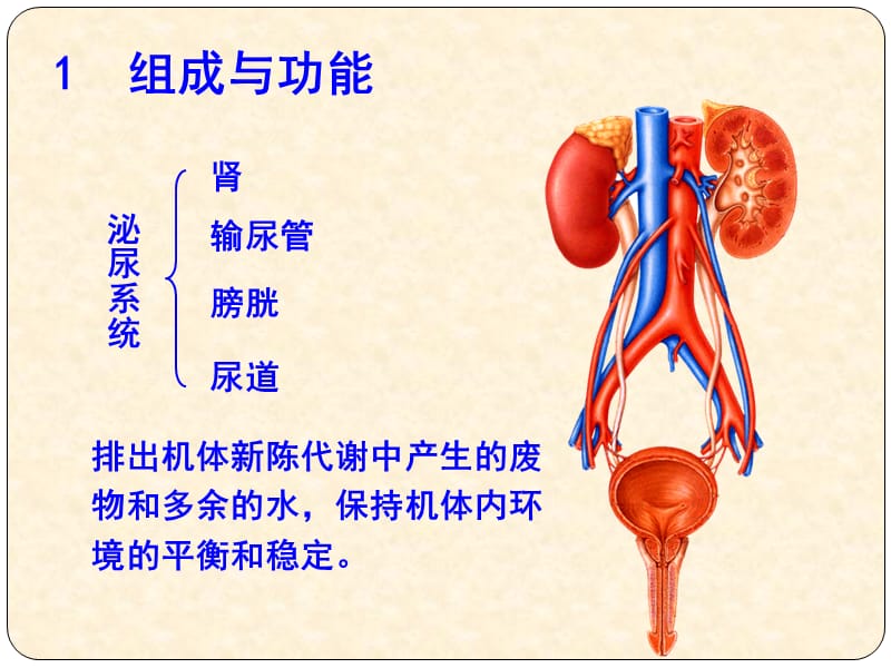 2019年《泌尿系统》PPT课件.ppt_第2页