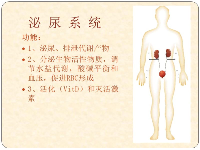 2019年《泌尿系统》PPT课件.ppt_第3页