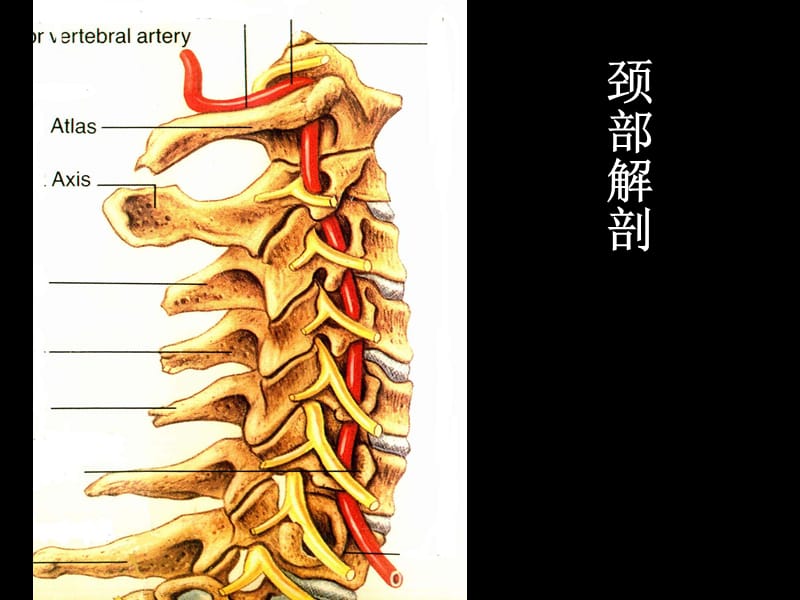 2019年《筋伤颈肩痛》ppt课件.ppt_第3页