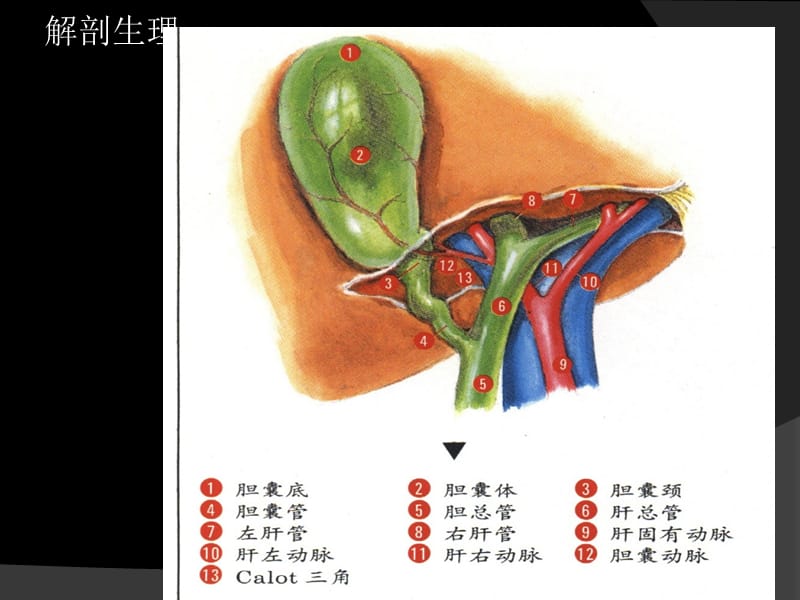 胆囊炎病例分析PPT课件.ppt_第2页