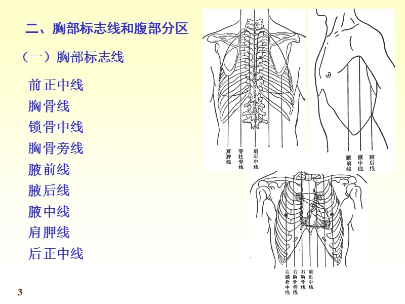 2019年系统解剖学 消化系统.ppt_第3页