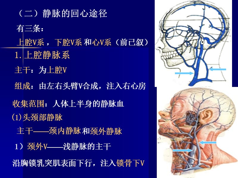 2019年《心血管系4》ppt课件.ppt_第3页