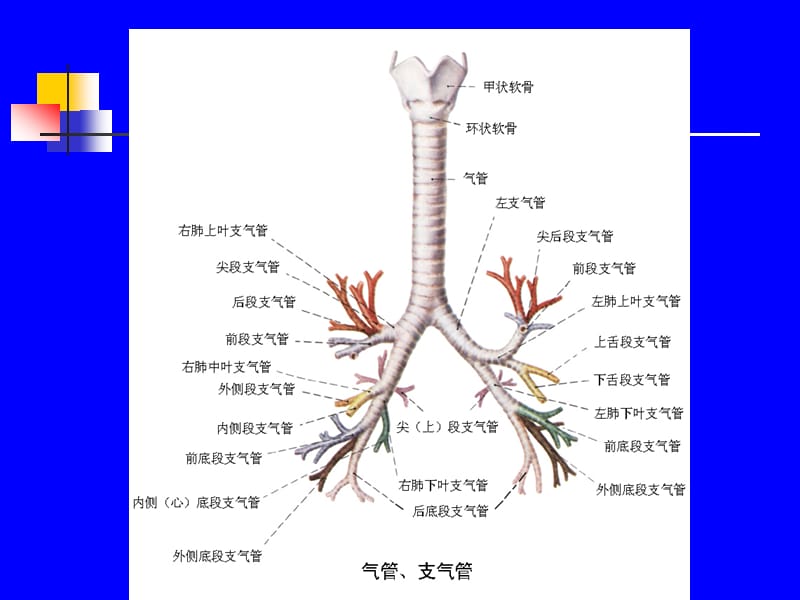 支气管哮喘的规范化诊断和治疗PPT课件.ppt_第2页