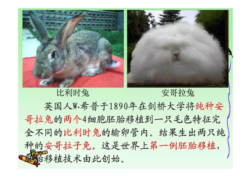 精子与卵子的发生.ppt_第1页