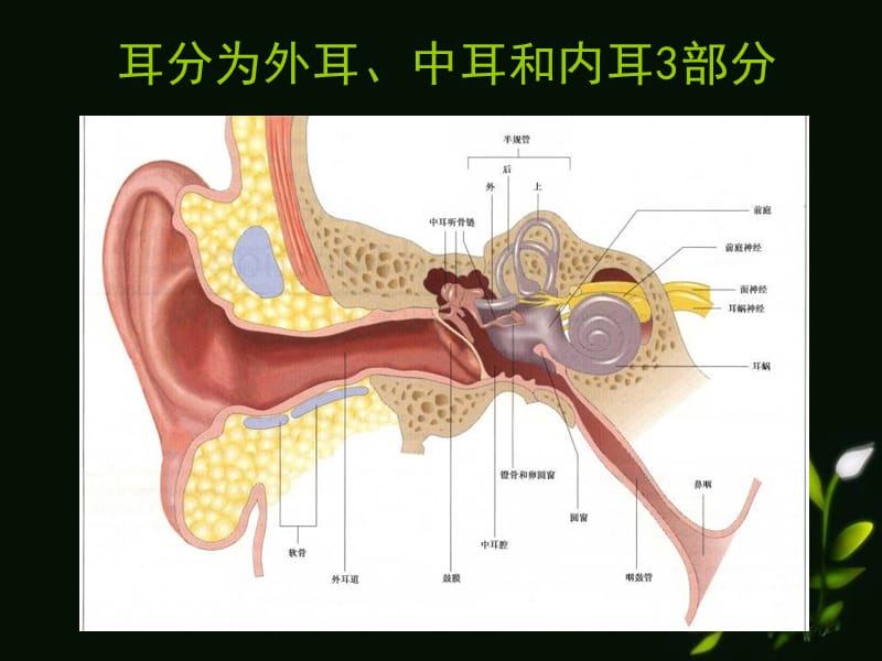 耳的应用解剖生理PPT课件.ppt_第2页