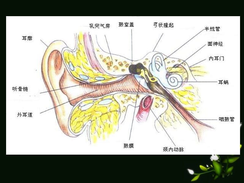 耳的应用解剖生理PPT课件.ppt_第3页