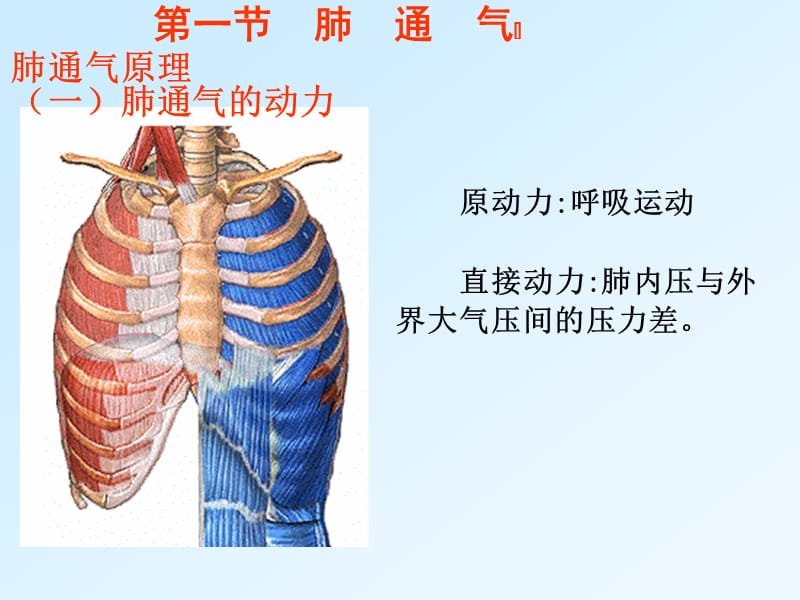 讲义第五章呼吸生理学.ppt_第3页