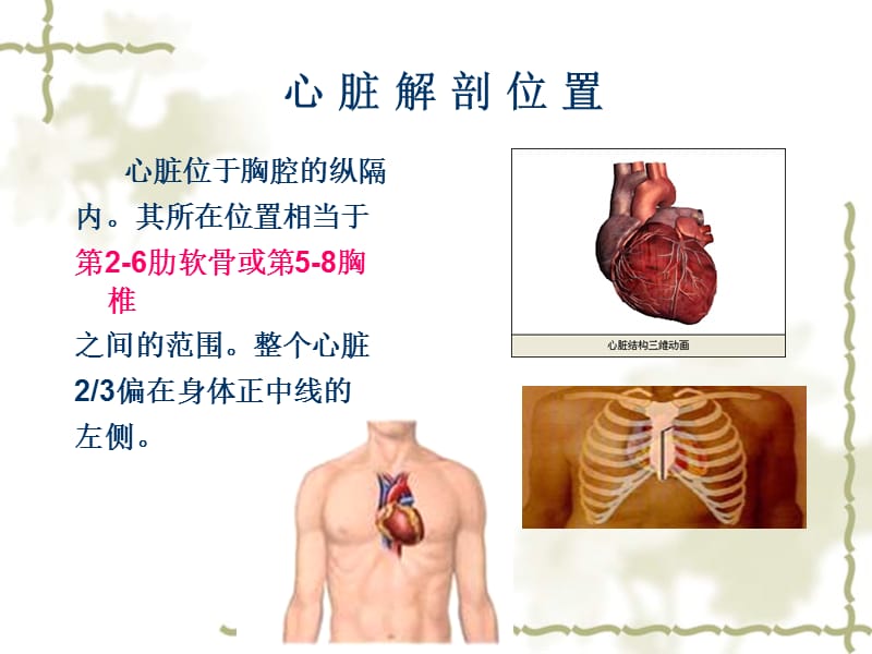 心脏基础解剖PPT课件.ppt_第3页