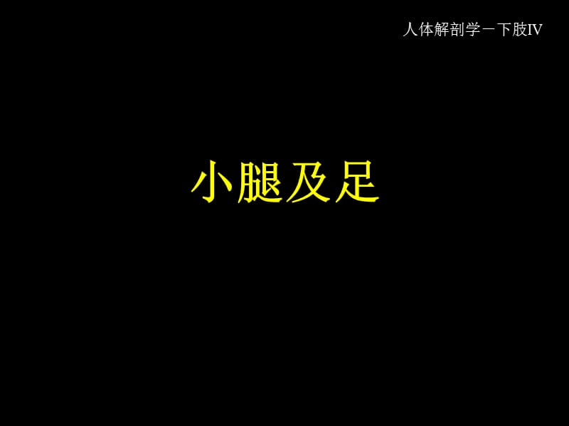 2019年《小腿及足》ppt课件.ppt_第1页