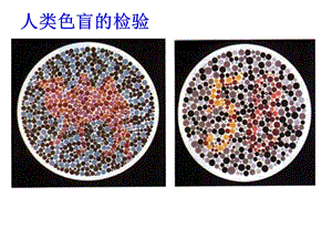 2019年《xyy伴性遗传》ppt课件.ppt