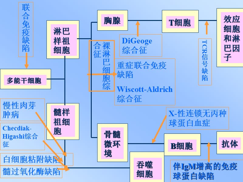 2019IDD分类、特征及治疗.ppt_第3页