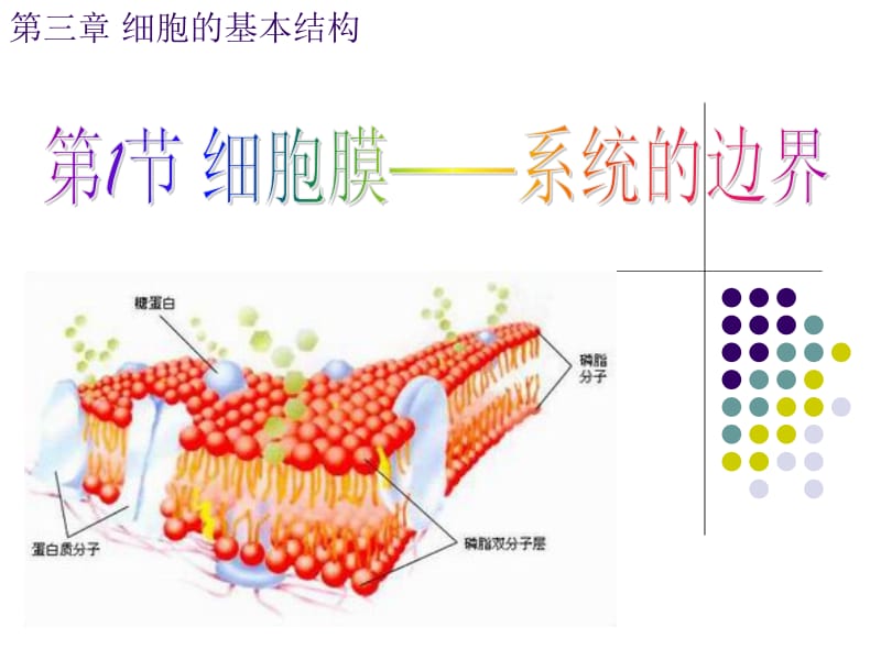 使用细胞膜系统的边界.ppt_第1页