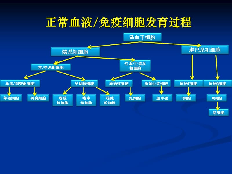 陆道培医院集团童春容主任关于《急性白血病的诊断和分型》科普介绍（精品ＰＰＴ）.ppt_第2页