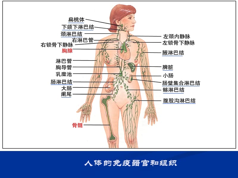 2019年《免疫系统课程》ppt课件.ppt_第2页