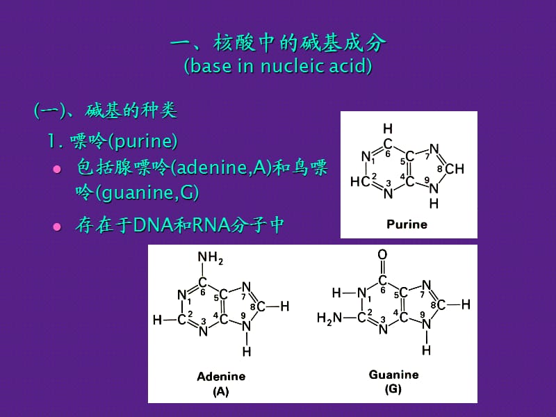 年制第章核酸.ppt_第2页