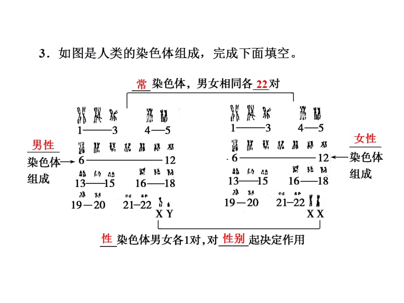 20192.203伴性遗传.ppt_第3页