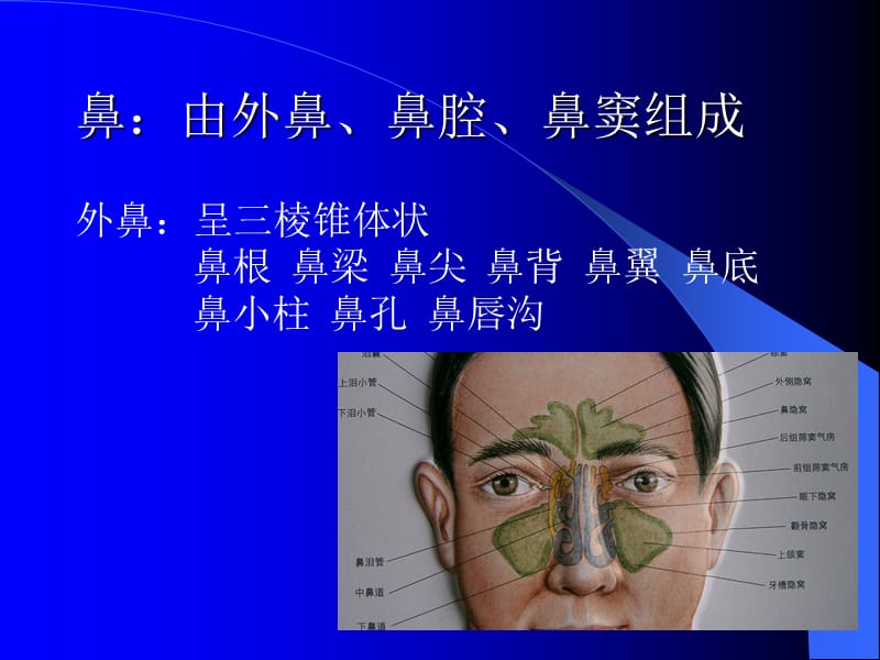 鼻的应用解剖及生理PPT课件.ppt_第2页