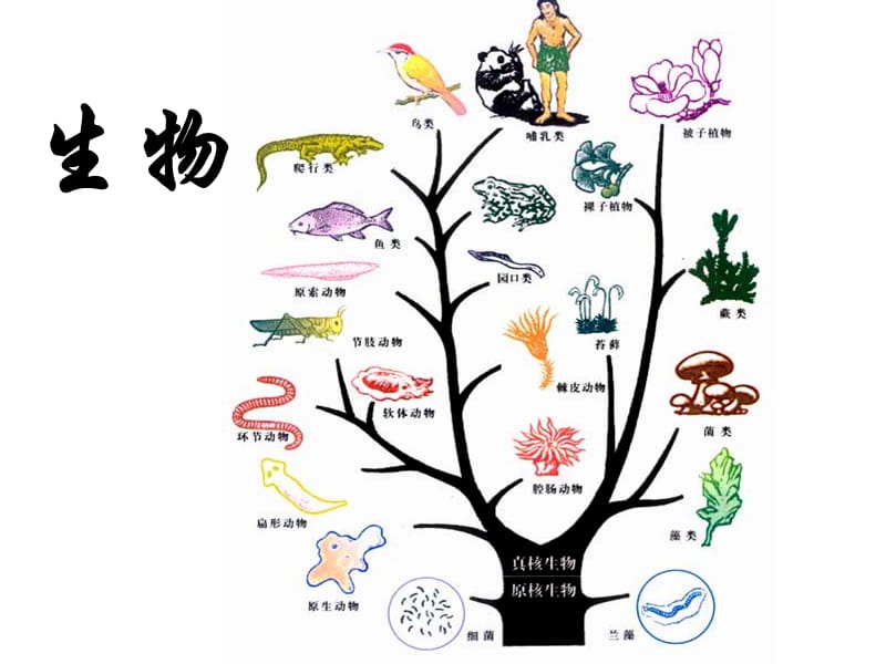 从生物圈到细胞PPT课件.ppt_第1页