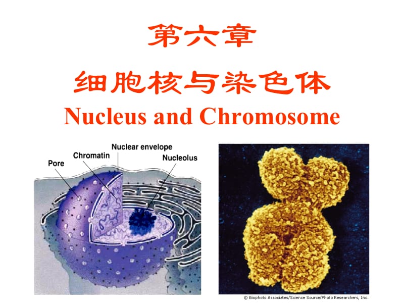 六章节细胞核与染色体NucleusandChromosome.ppt_第1页