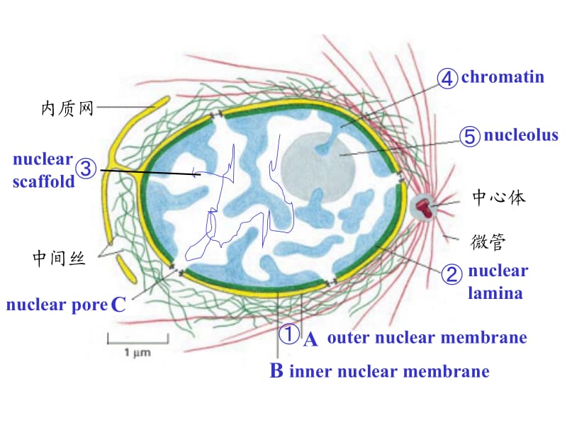 六章节细胞核与染色体NucleusandChromosome.ppt_第2页