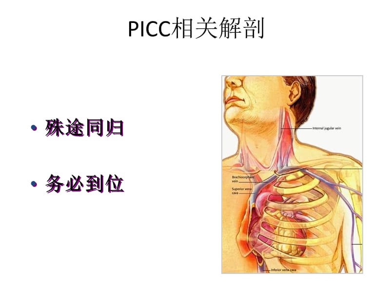 2019年《picc相关解剖》ppt课件.ppt_第1页