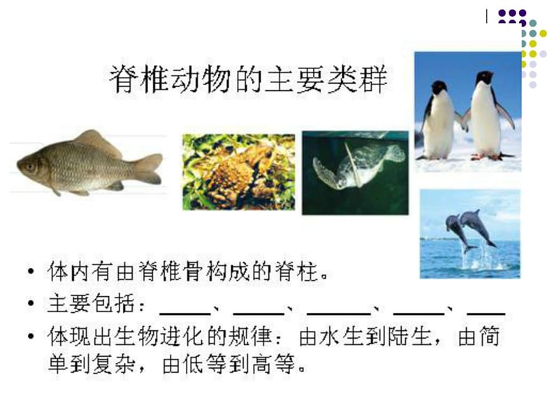 脊椎动物的主要类群.ppt_第3页