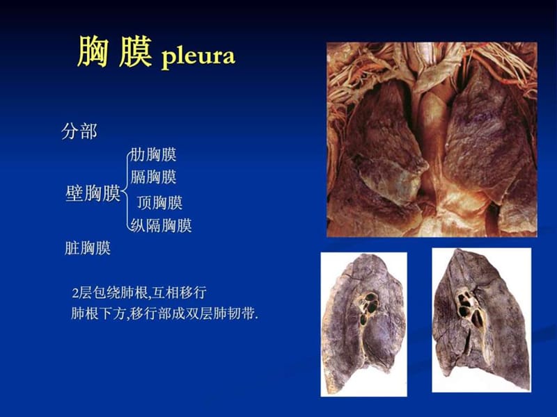 胸腔解剖图谱.ppt.ppt_第2页