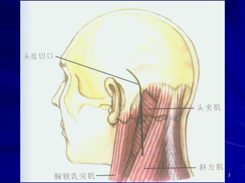 脊柱的解剖与针刀疗法南方医大李义凯ppt课件.ppt_第3页