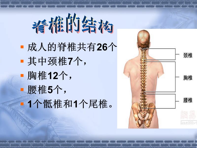 脊椎人体的大梁ppt课件.ppt_第2页