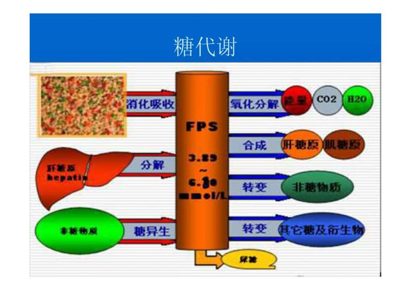 血糖及其代谢产物.ppt.ppt_第2页