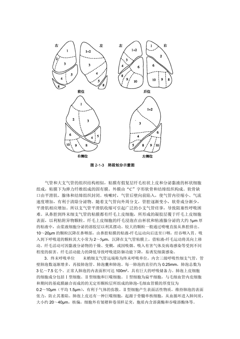 呼吸系统结构与功能特点.doc_第2页