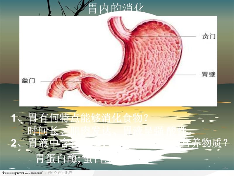 七年级生物食物的消化.ppt_第3页