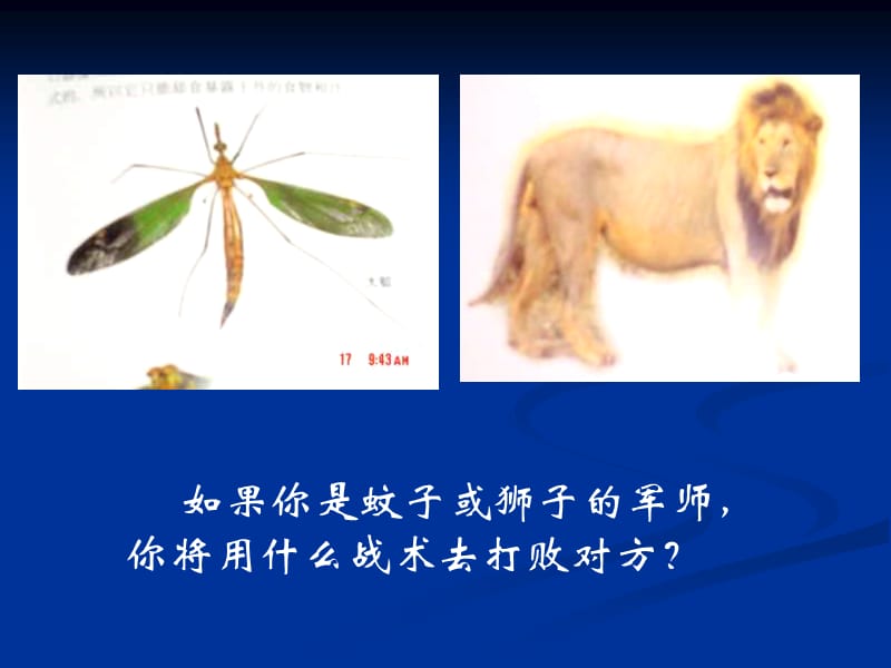 七年级语文不错的蚊子和狮子.ppt_第3页