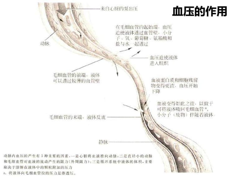 《高血压和饮食》PPT课件.ppt_第3页