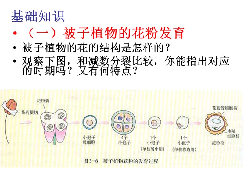 一课题目标说出被子植物花粉发育的过程及花药培养产生.ppt_第3页