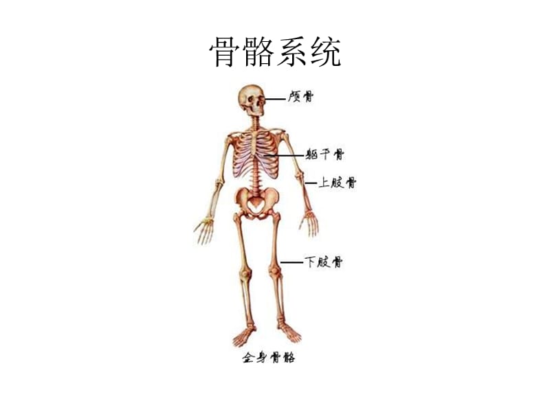 《系统解剖学图谱》PPT课件.ppt_第1页