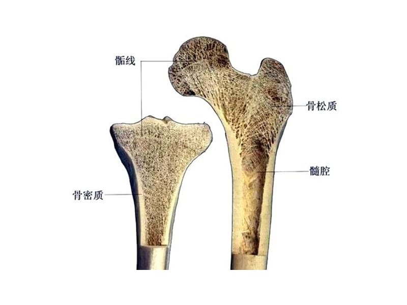 《系统解剖学图谱》PPT课件.ppt_第3页