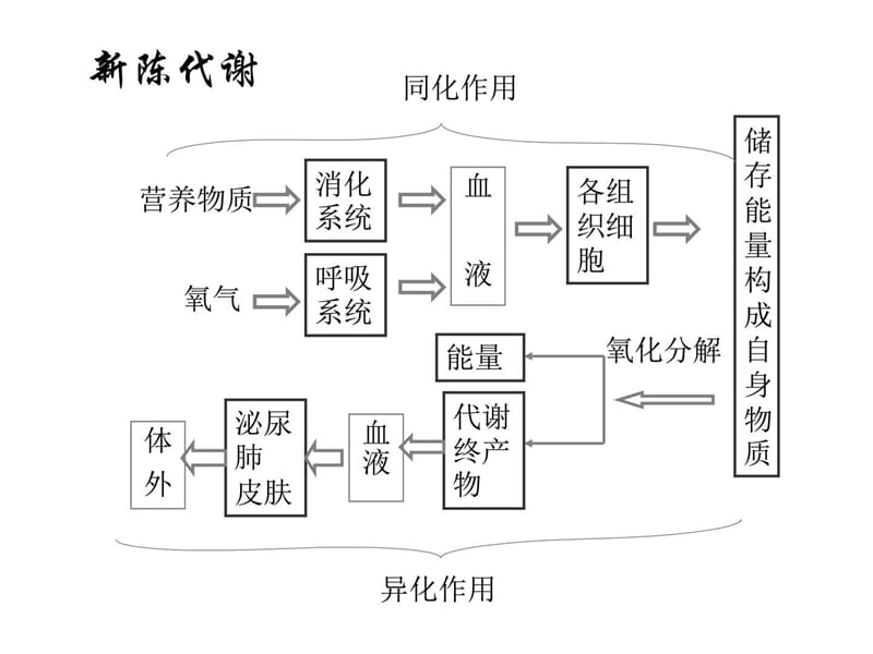 《食物的体内过程》PPT课件.ppt_第2页