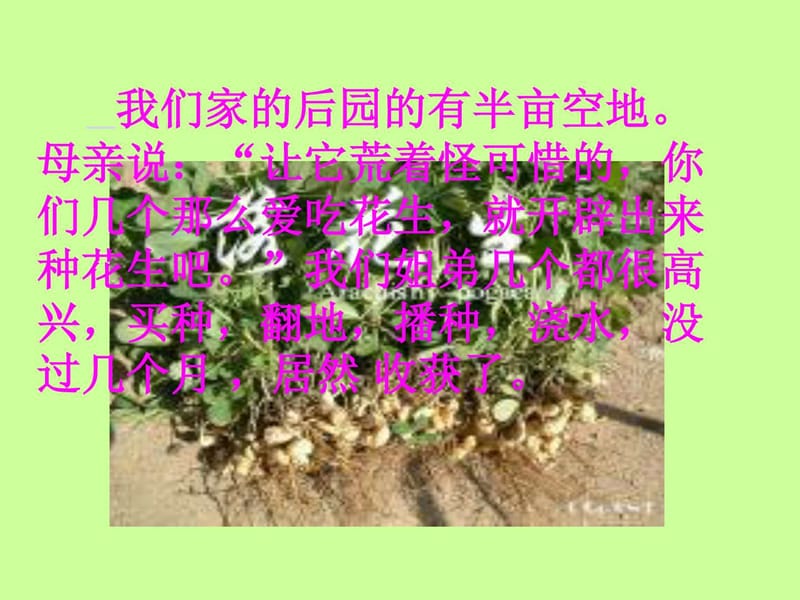 《落花生》课件(新人教版小学语文五年级上册课件).ppt_第2页