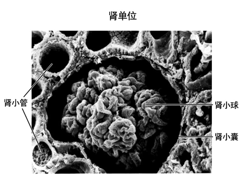 七年级生物《尿液的形成和排出》PPT课件(第二课时).ppt_第3页