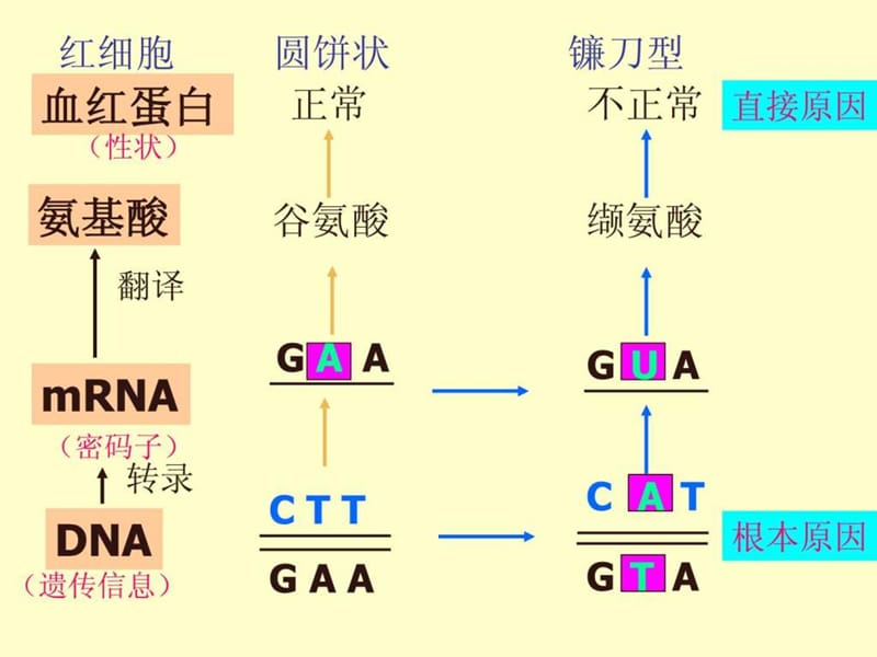 生物高中必修2第五章第一节课件2.ppt_第2页