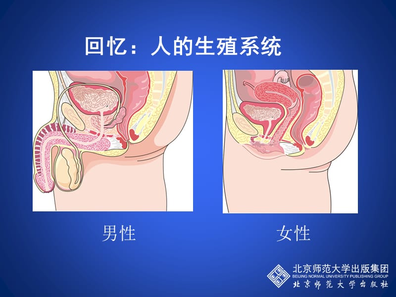 人的生殖和发育（第二课时）.ppt_第1页