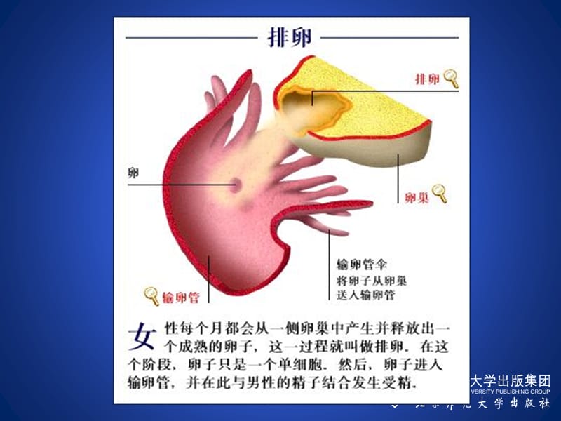 人的生殖和发育（第二课时）.ppt_第3页