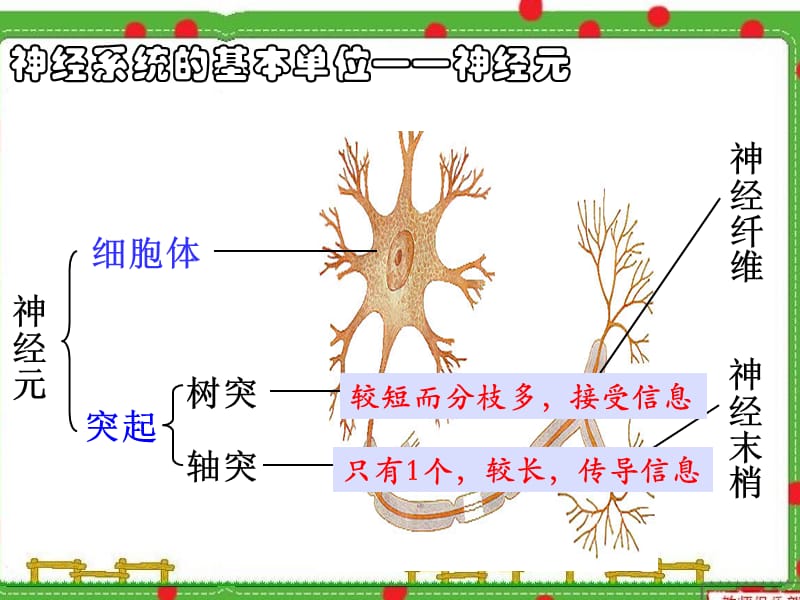 人体的神经调节.ppt.ppt_第2页