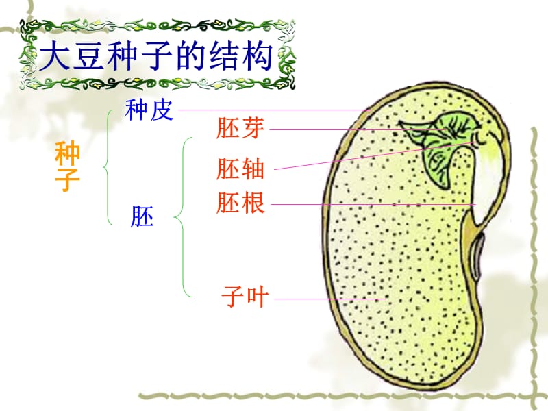 种子的萌发课件.ppt_第2页