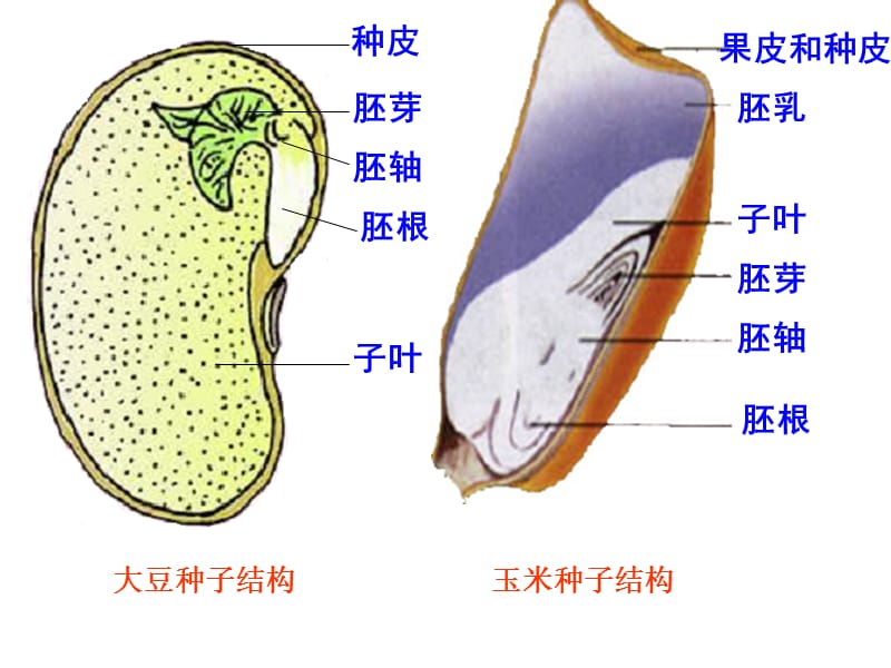 种子的萌发课件.ppt_第3页