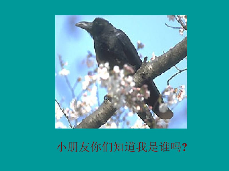 乌鸦喝水》课件4.ppt_第2页